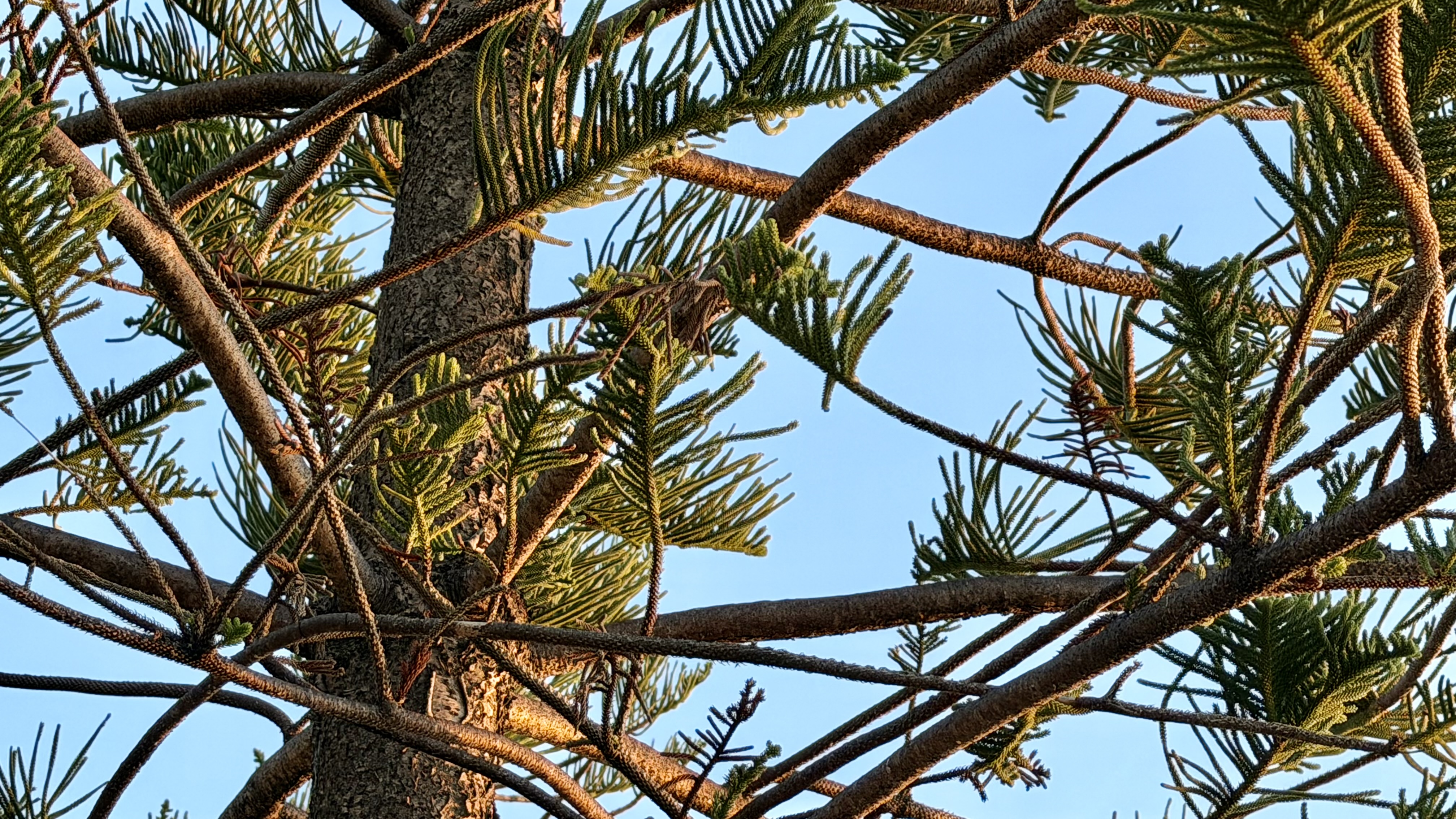 Sunlit tree branches with green needle-like leaves against a clear blue sky, viewed from below.