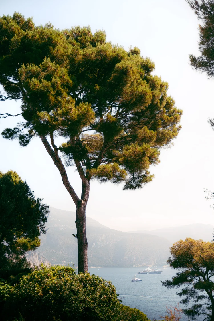 Tall pine tree overlooking a calm blue sea with yachts in the distance, framed by greenery and hazy mountains in soft sunlight.